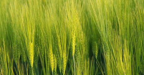 Świeże zielone zboże z bliska. © Adam Sadlak