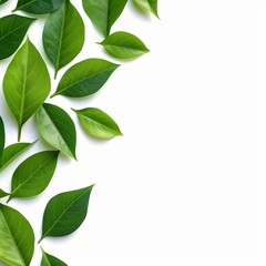 Green leaves on white isolated background. 