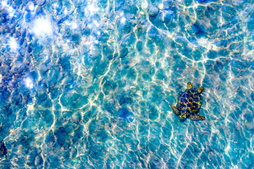 Aerial Encounter: Majestic Sea Turtle Gliding Through Hawaiian Waters