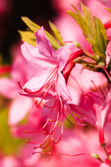 Naklejka premium Closeup / Macro of wild pink azalea blooming in Blue Ridge Mountains