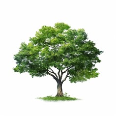 Green tree on a white background. 