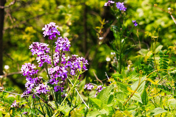 Obraz premium Wild Purple Phlox in blooming in Blue Ridge Mountains