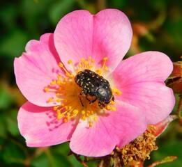 wild rose with yellow filaments in macro