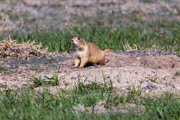 Naklejka na ściany i meble Black-tailed prairie dog (cynomys ludovicianus) in the Badlands National Park during spring. 