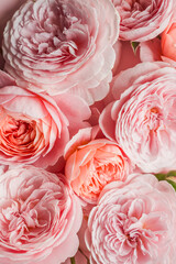 David Austin roses on the pink background for design