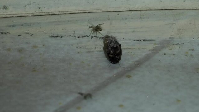 Spider wrapping the insect with its web