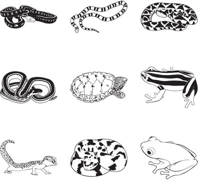 Misc reptiles and amphibians, vector clipart set