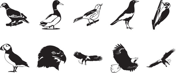 Fototapeta premium Ten smooth vector clipart illustration of birds