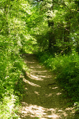 Sentier de randonnée dans les bois ombragé