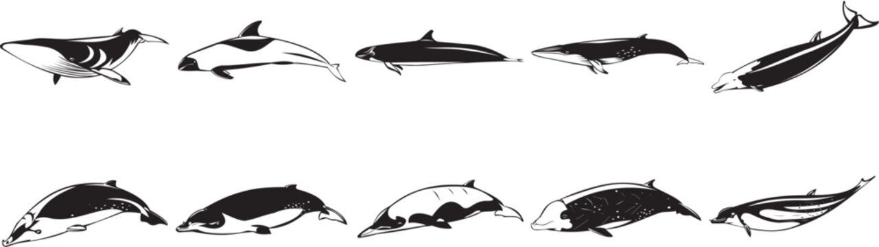 Collection of smooth vector EPS illustrations of various sharks