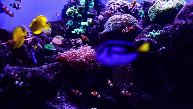 Aquarium exotic colorful fishes swim among algae and coral reef in water with bright blue light. Underwater or through transparent glass clownfishes, zebrasoma flavescens and paracanthurus hepatus.