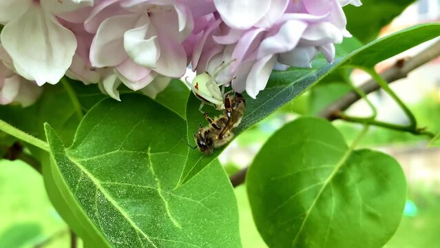 Hungry poisonous green striped spider with paws eats in web caught bumblebee,stinging victim,prey.Tiger spider on lilac syringa bush on hunts. Trapped insects.Survival in wild nature.Slow motion.4k
