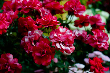Obraz na płótnie Canvas Pink and red roses background. Green nature garden