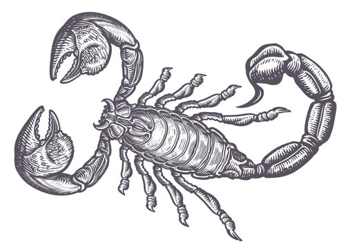 Scorpion sketch. Predatory animal in vintage engraving style. Hand drawing vector illustration