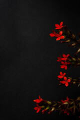 Obraz na płótnie Canvas Kalanchoe blossfeldiana with black background 