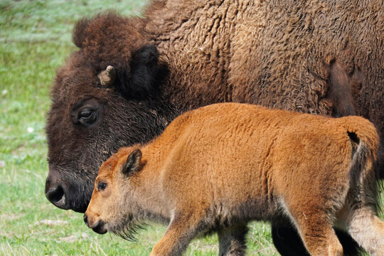 Mother bison with her calf in Yellowstone National Park