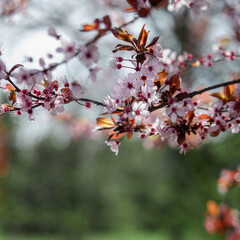 Beautiful pink flowers on a branch, blooming cherry, spring wallpaper, shallow depth of field, bokeh, close-up.