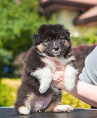 Australian Shepherd tricolor puppy in the park	