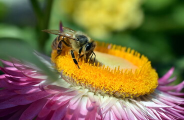 Biene auf einer Garten-Strohblume