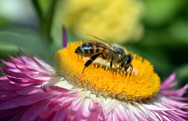 Biene auf einer Garten-Strohblume