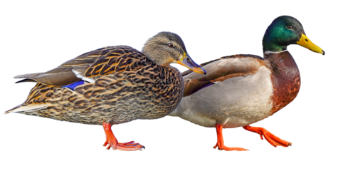 duck - mallard duck family isolated on clear background