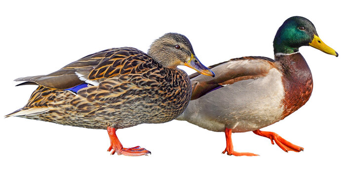 duck - mallard duck family isolated on clear background - Powered by Adobe