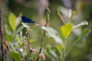 a blue damselfly sits on a leaf