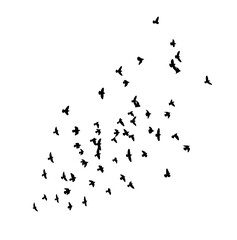 A flock of flying birds. Free birds. Vector illustration