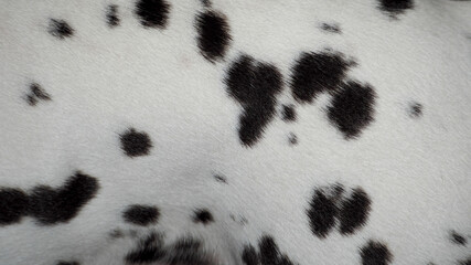 Dalmatian spots . white with black spots , the coat of a pet dog of the Dalmatian breed . wool