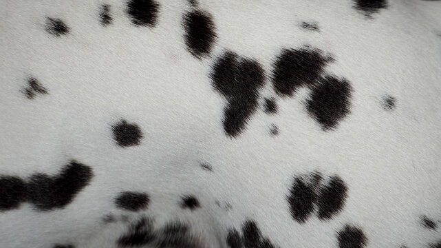 Dalmatian spots . white with black spots , the coat of a pet dog of the Dalmatian breed . wool