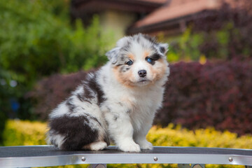 Australian Shepherd blue marble puppy in the park