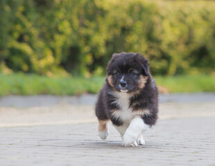 Australian Shepherd tricolor puppy in the park	