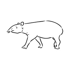 Tapir animal sketch engraving vector illustration. Scratch board style imitation. Hand drawn image.
