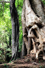 old ancient angkor wat temple cambodia phnom penh siem reap