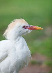 
Egyptian heron, bird in the park