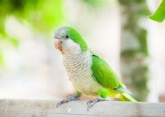 Green parrot, kalita monks in the park