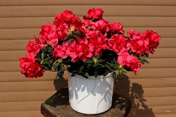 Fototapeta na wymiar Azalea rossa in fiore in vaso all'aperto