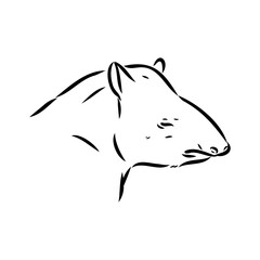 Tapir animal sketch engraving vector illustration. Scratch board style imitation. Hand drawn image.