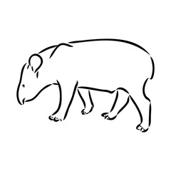 Tapir animal sketch engraving vector illustration. Scratch board style imitation. Hand drawn image.