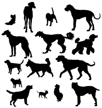 Vector dog collection on a white background