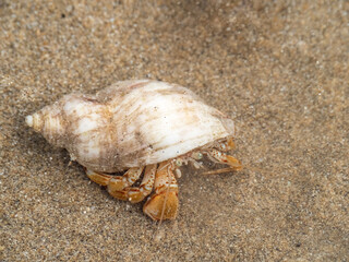 Hermit Crab, Pagurus bernhardus, in rockpool on beach. Devon , England.