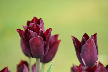 Naklejka premium Dunkelrote Tulpe