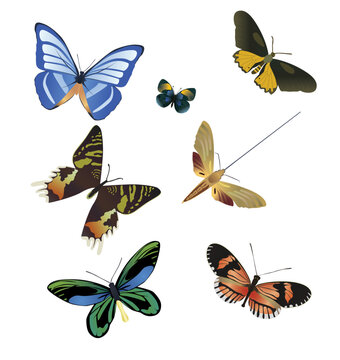 seven multicolored butterflies on a white background