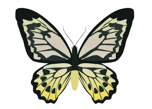 yellow butterfly on white background, black color