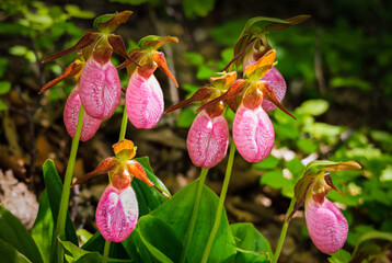 Pink Lady Slipper wild orchids blooming in Blue Ridge Mountains