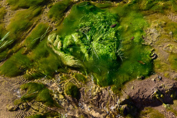 Green algae in aquatic environment , Patagonia, Argentina.