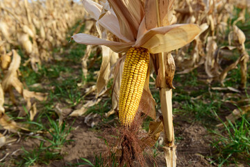 Corn cob growing on plant ready to harvest, Argentine Countryside, Buenos Aires Province, Argentina