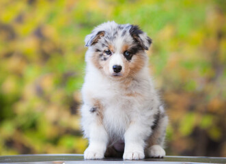 Australian Shepherd blue marble puppy in the park	

