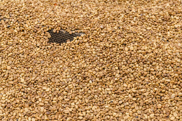 Heap of the raw coffee beans in sieve