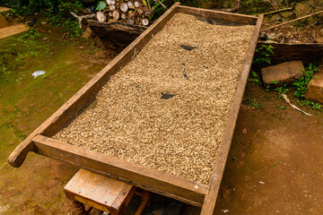 Heap of the raw coffee beans in sieve